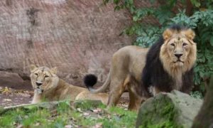India’s Asiatic lion population has risen 70% in a decade to 891, while the species has also expanded its range across Gujarat.