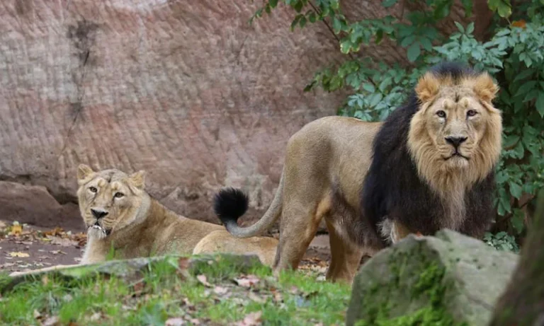 India’s Asiatic lion population has risen 70% in a decade to 891, while the species has also expanded its range across Gujarat.